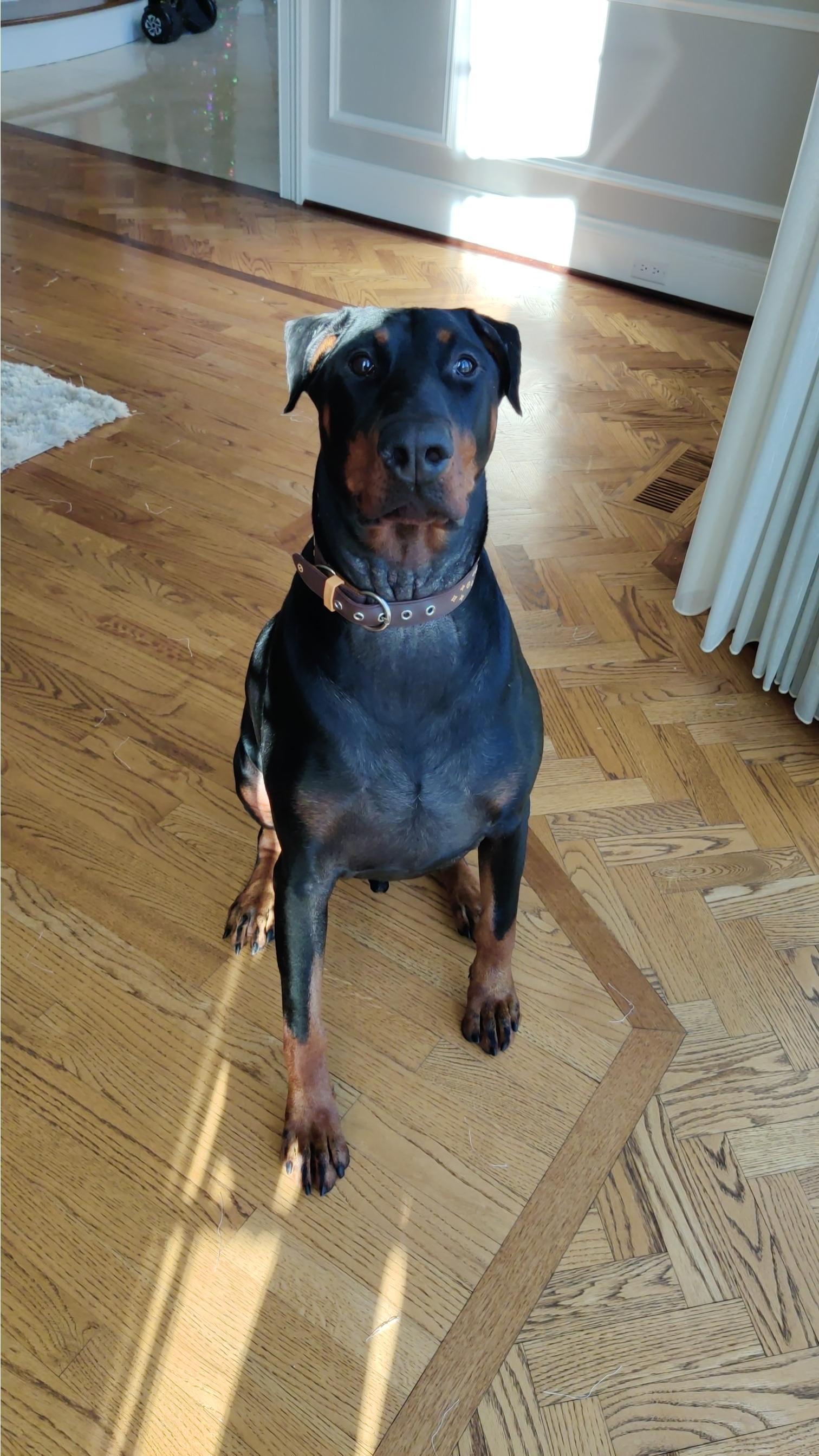 Enlarge Zeus - Forever Foster, a Adoptable Doberman Pinscher in Minneapolis, MN image 2/2
