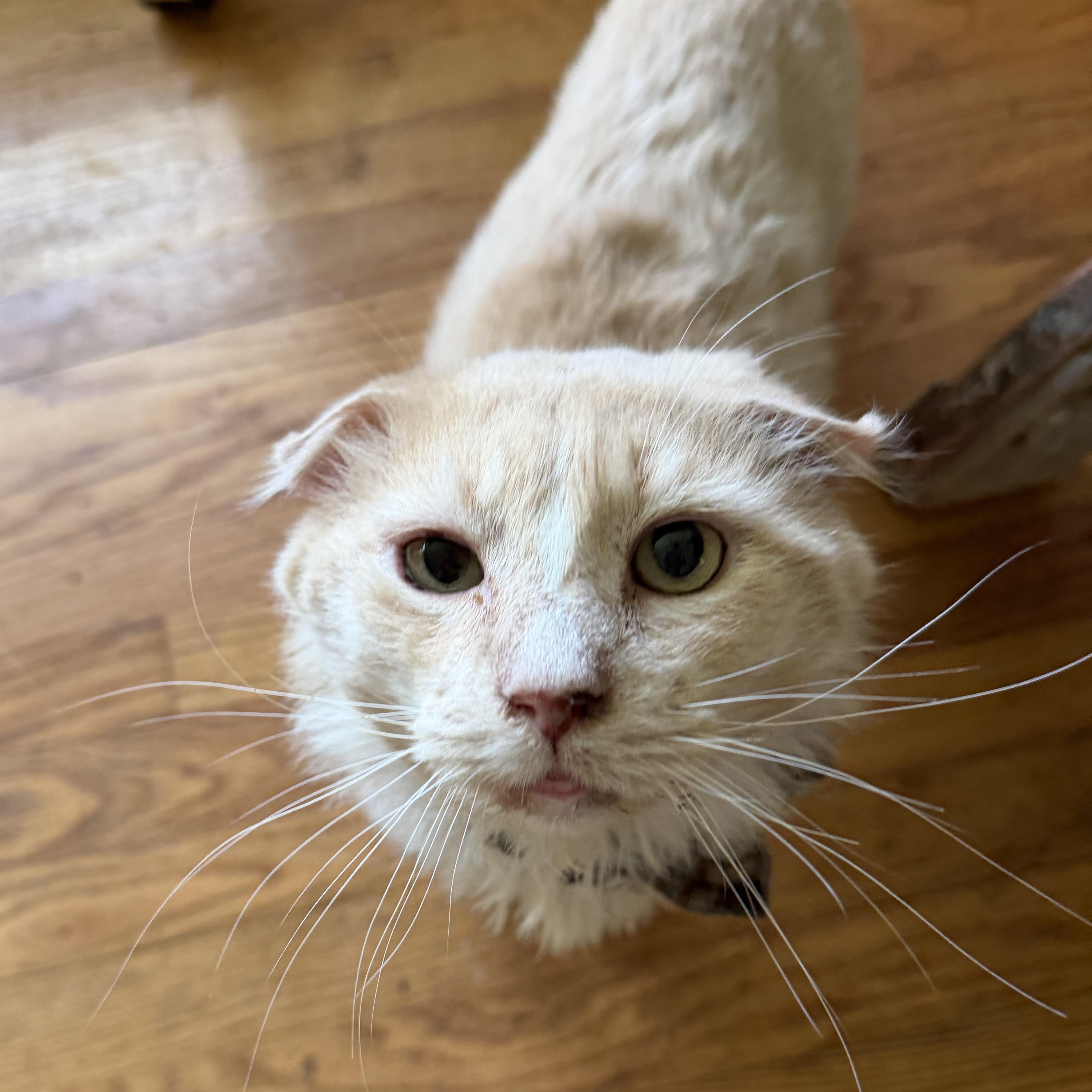Cecil, adopted, Adult Male Domestic Long Hair.