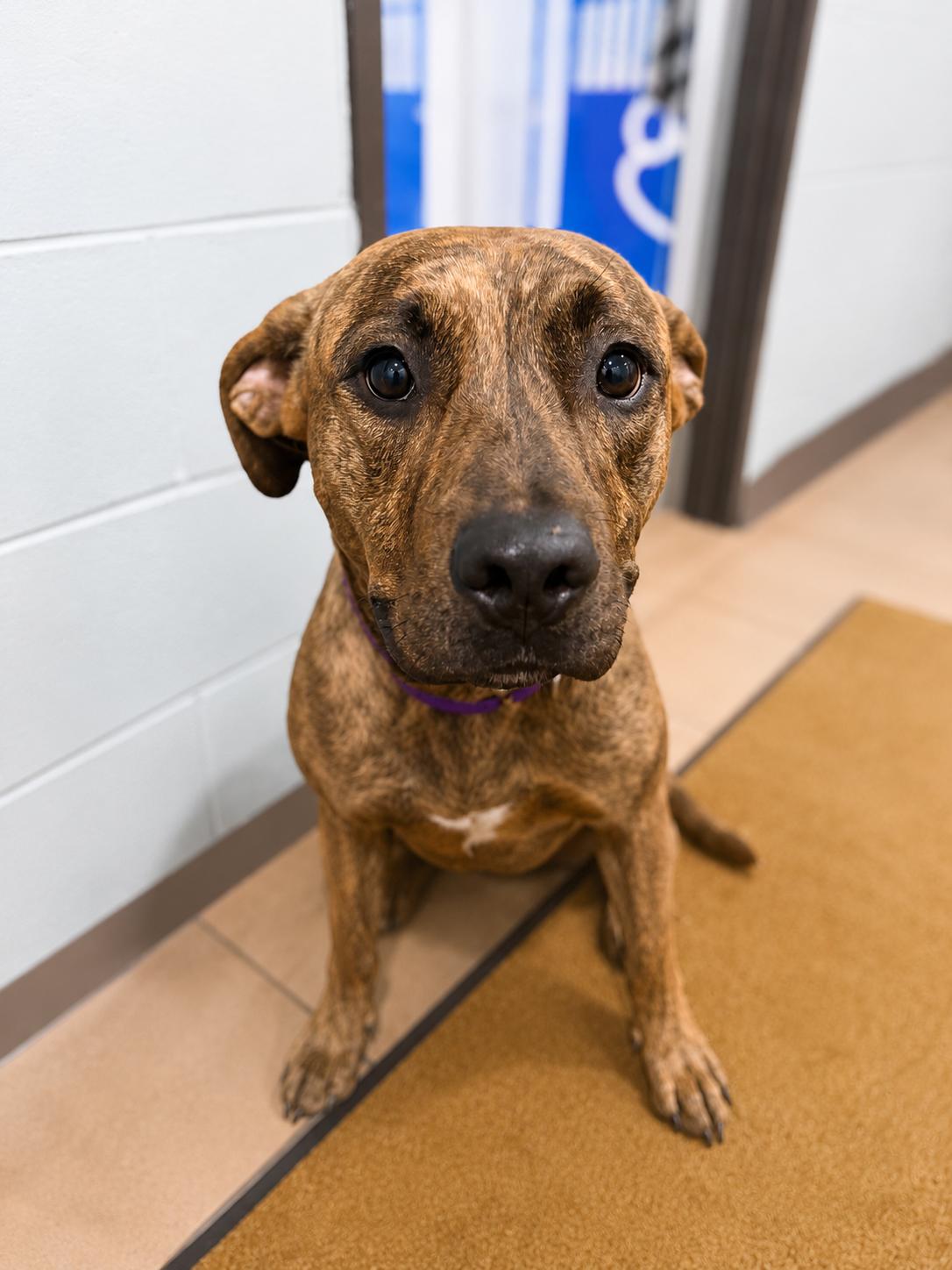 Arabella, adopted, Adult Female Mixed Breed.