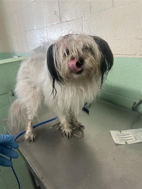 Enlarge BRIDGETTE, a Adoptable Shih Tzu in Sacramento, CA image 1/1