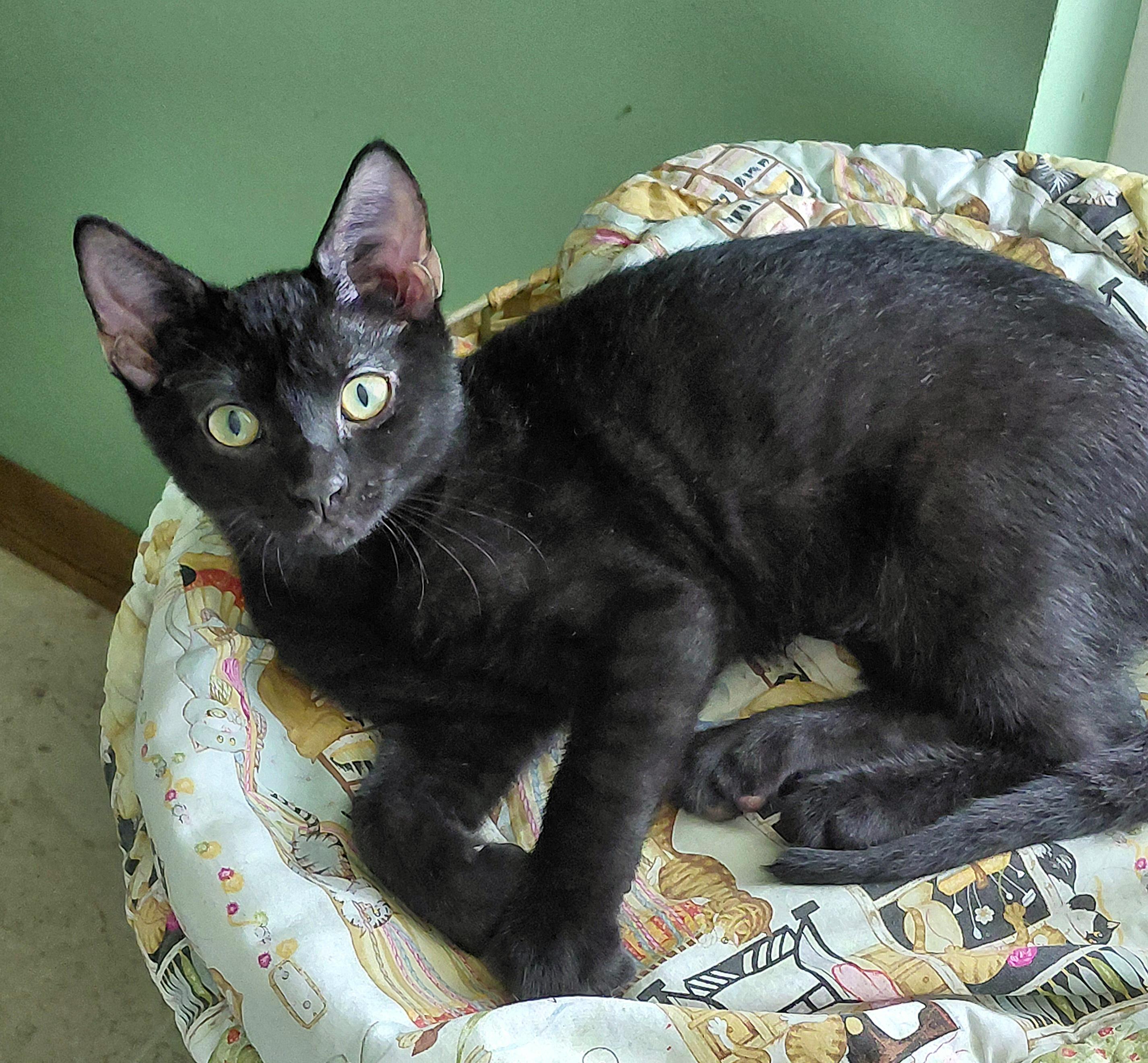Misha, Adopted, Kitten Male Domestic Short Hair.
