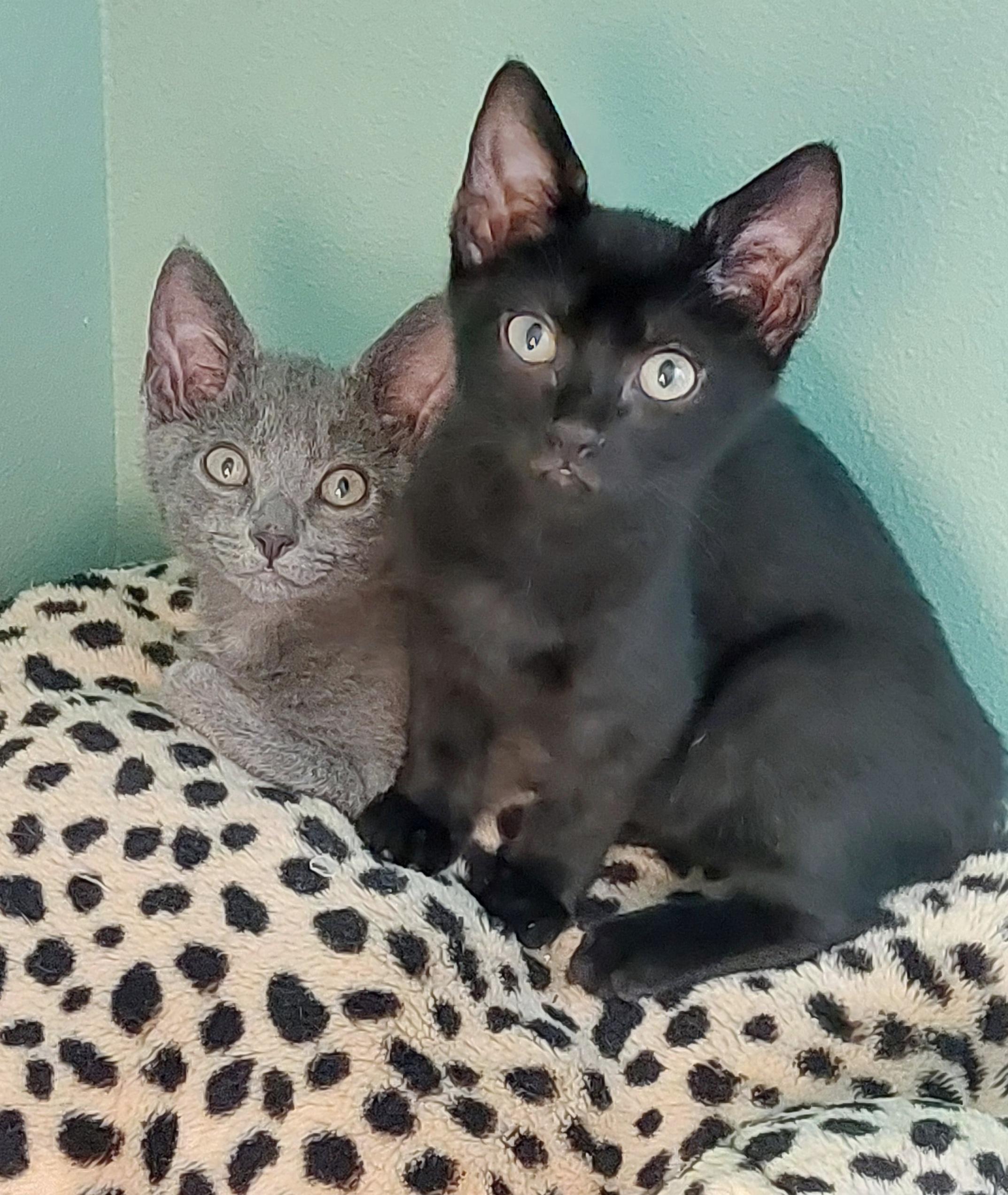 Misha, a Adopted Domestic Short Hair in Melbourne, FL image 5/5