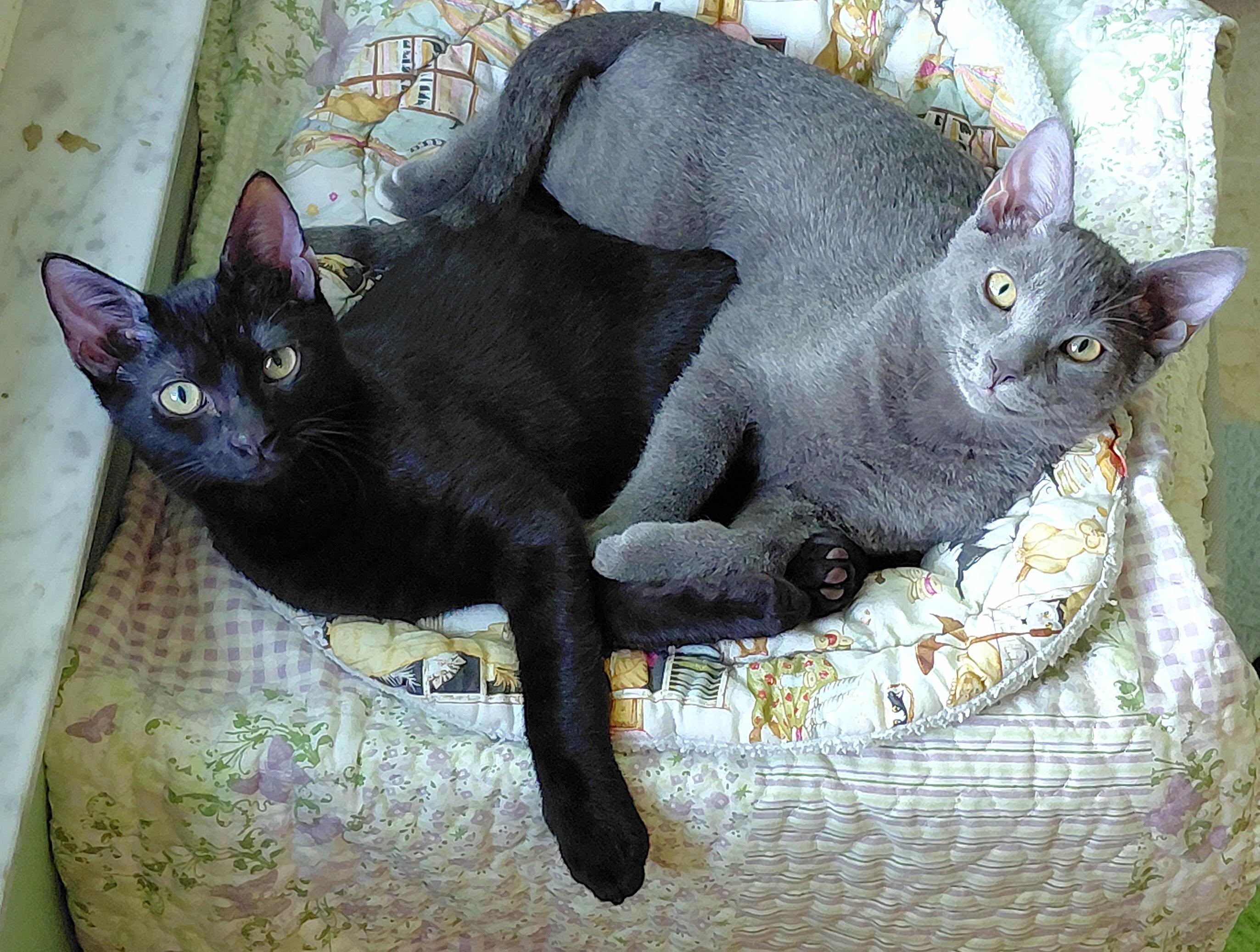 Misha, a Adopted Domestic Short Hair in Melbourne, FL image 2/5