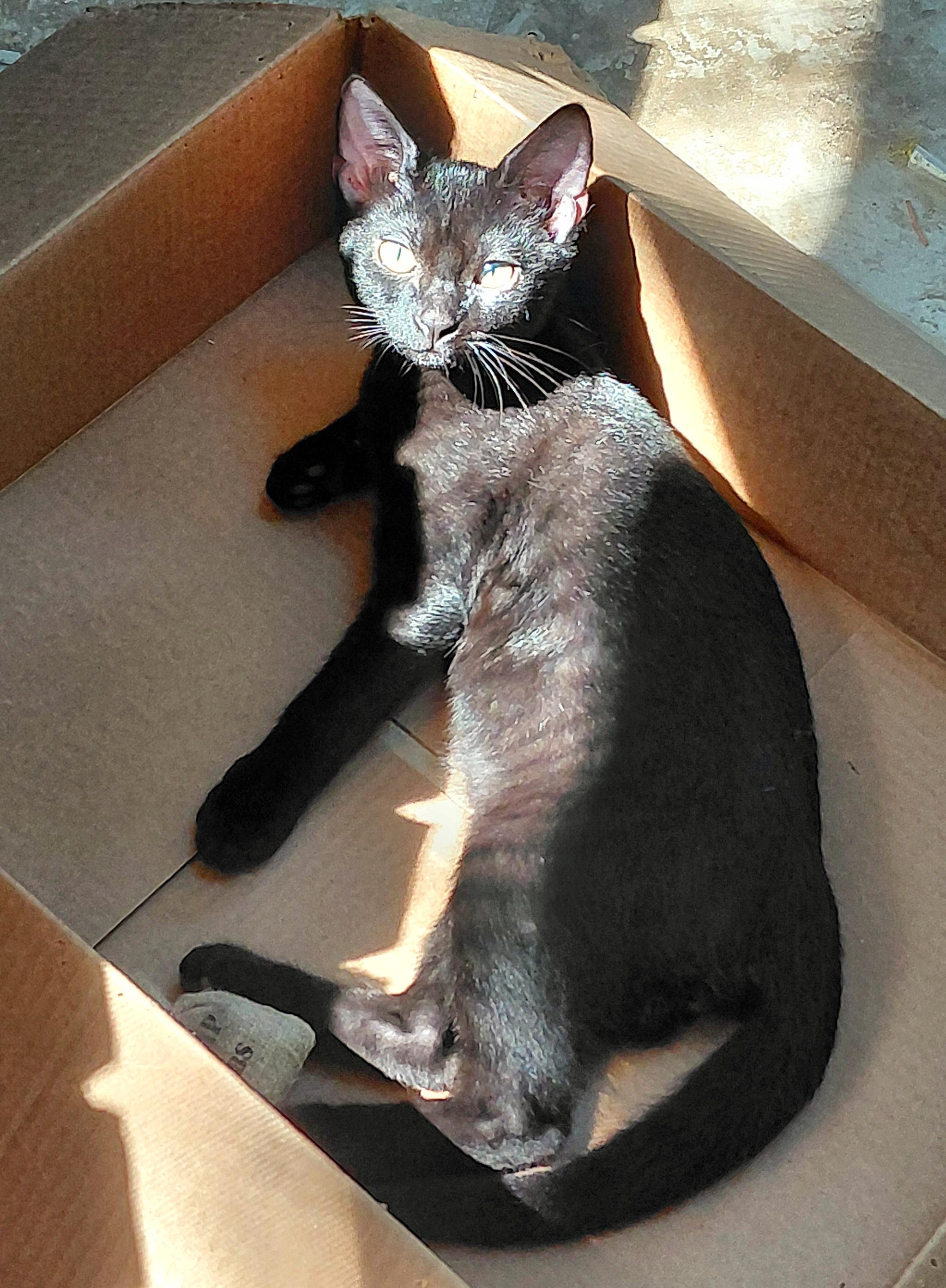 Misha, a Adopted Domestic Short Hair in Melbourne, FL image 3/5