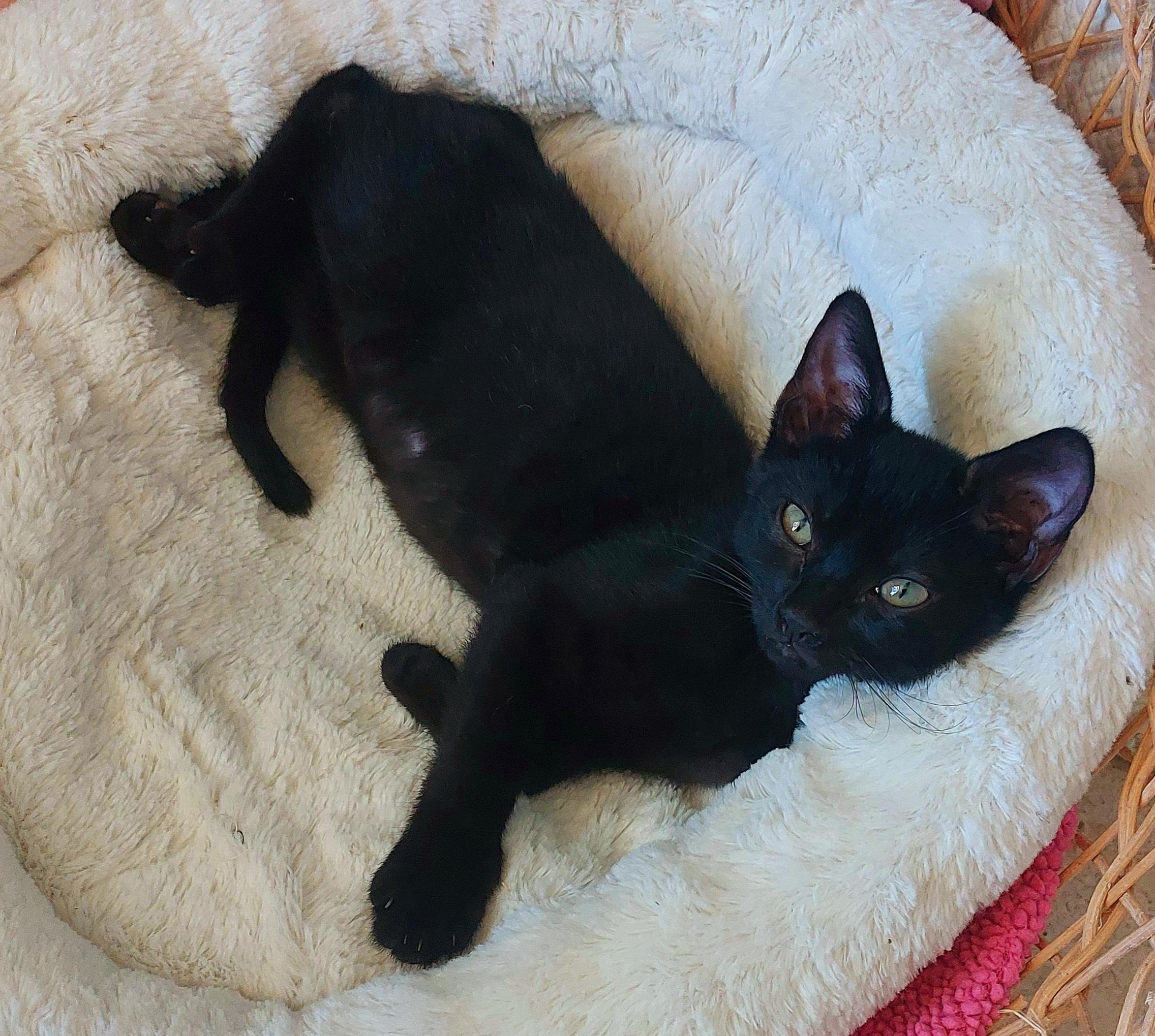 Misha, a Adopted Domestic Short Hair in Melbourne, FL image 4/5