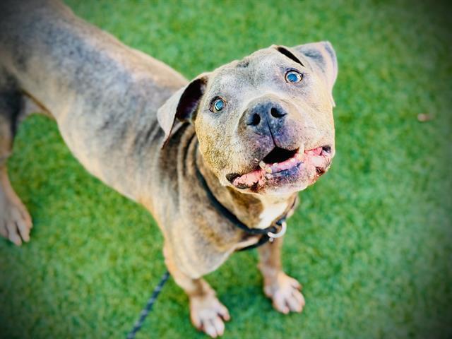 Django, Adoptable, Senior Male Mixed Breed.