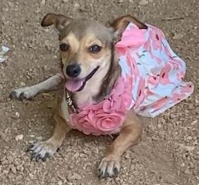 Maven, Adoptable, Adult Female Chihuahua.
