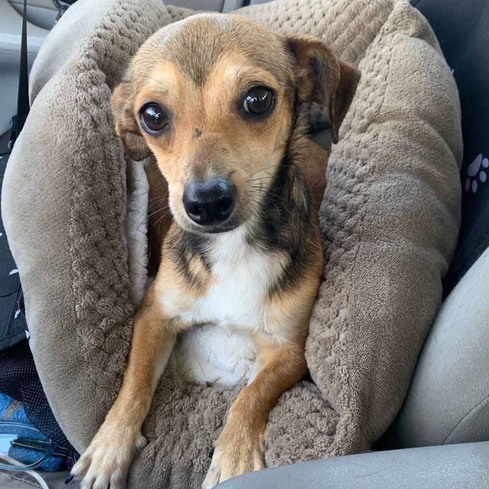 Maven, Adoptable, Adult Female Chihuahua.