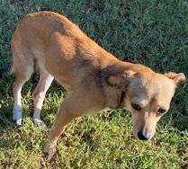 Maven, a Adoptable mixed breed in Dripping Springs, TX image 1/3