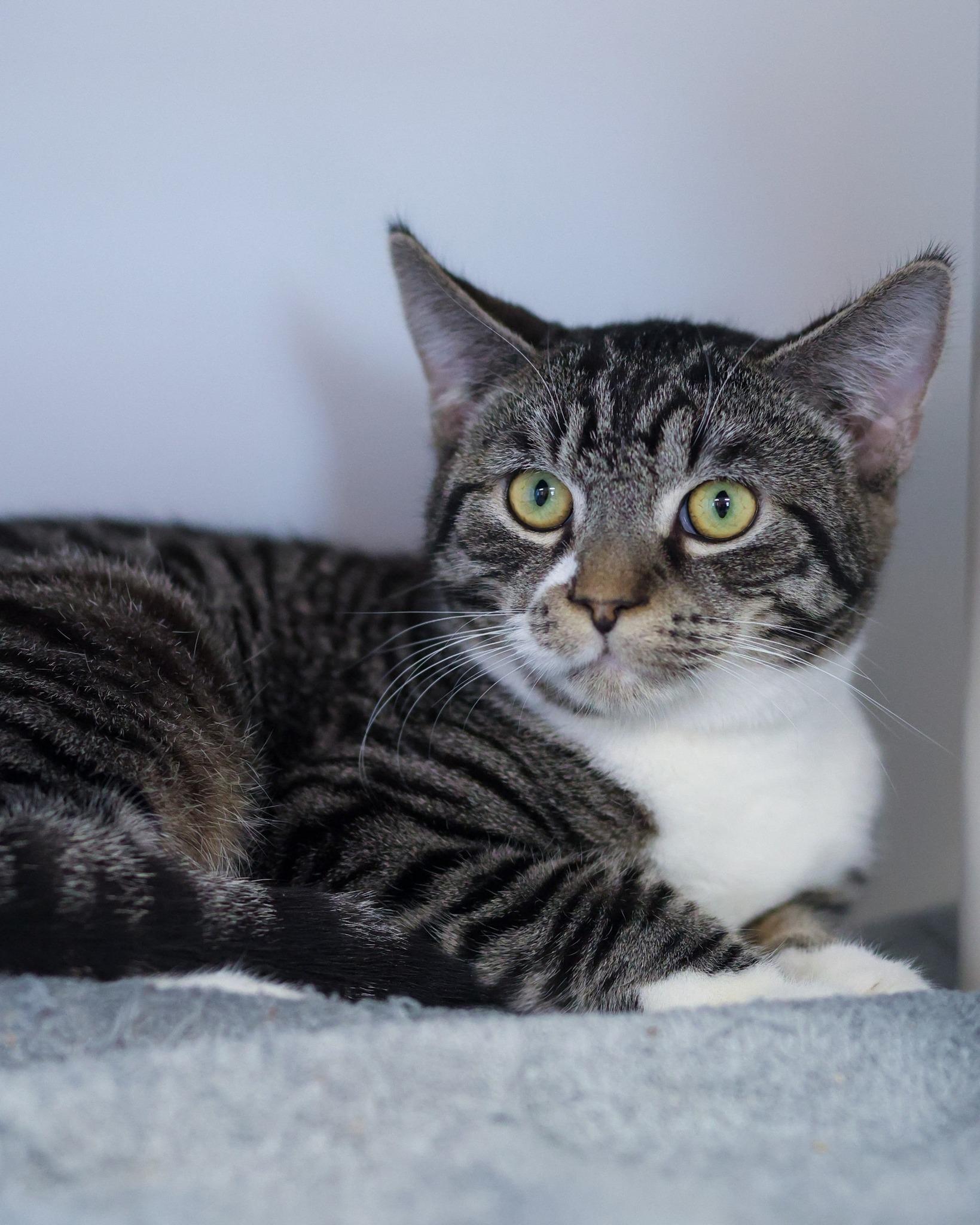 ZAMBEZI (0606), adopted, Young Male Domestic Short Hair.