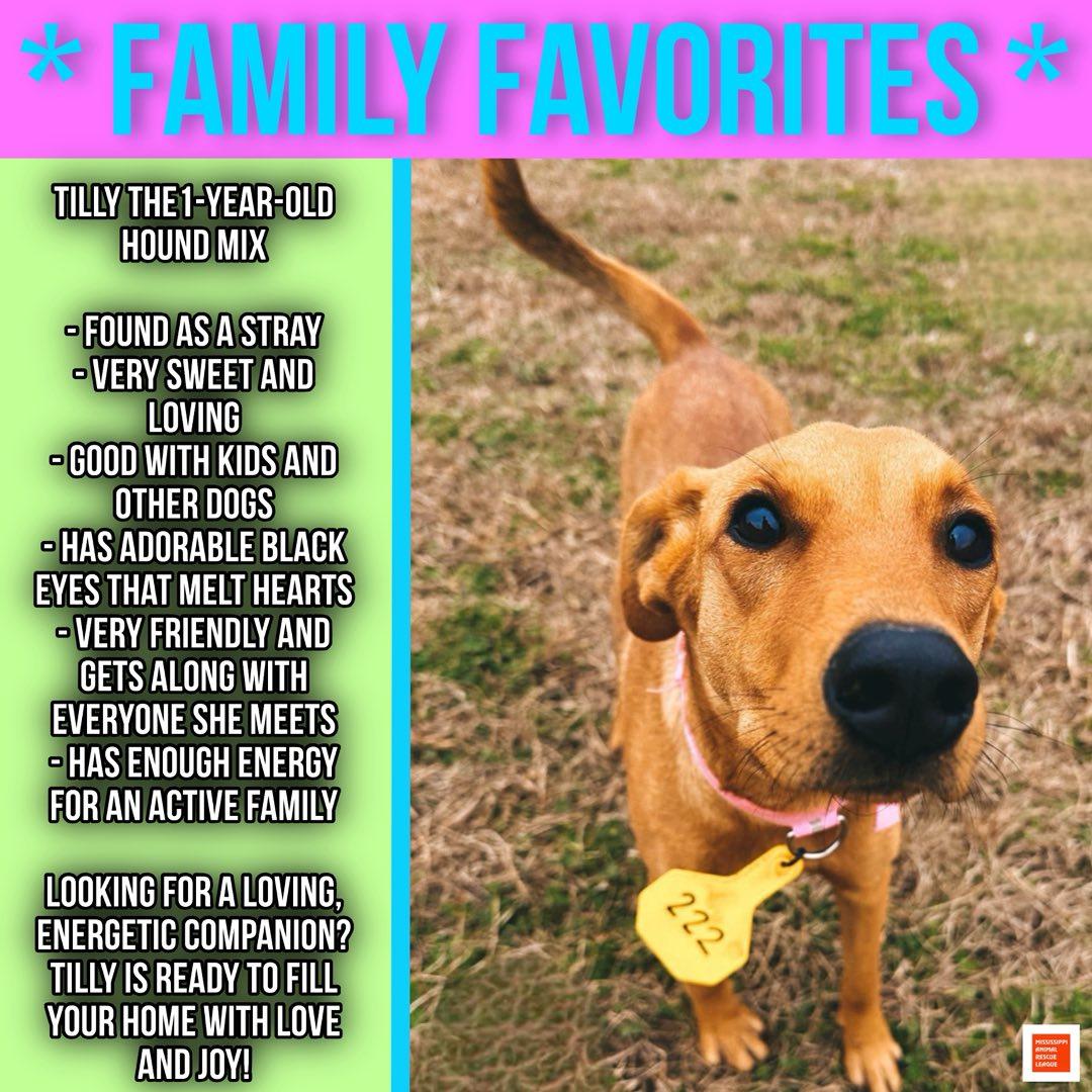 Tilly, ADOPTABLE, Young Female Coonhound.