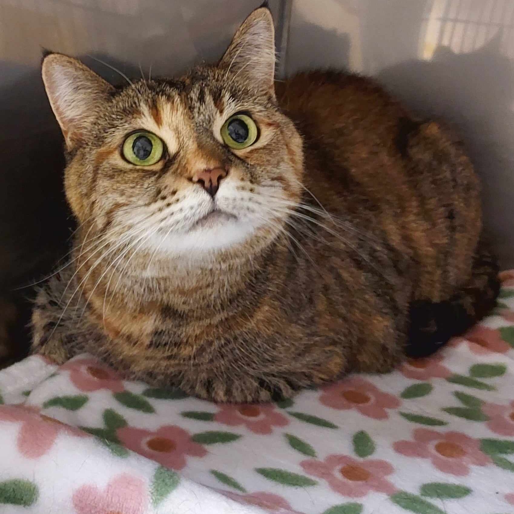 Cat for adoption Samantha, a Domestic Short Hair in Falls Creek, PA