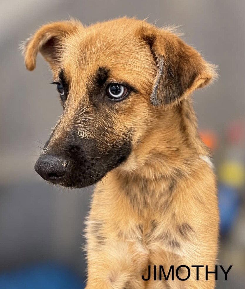 Enlarge Jimothy, a Adoptable mixed breed in Omaha, NE image 1/3