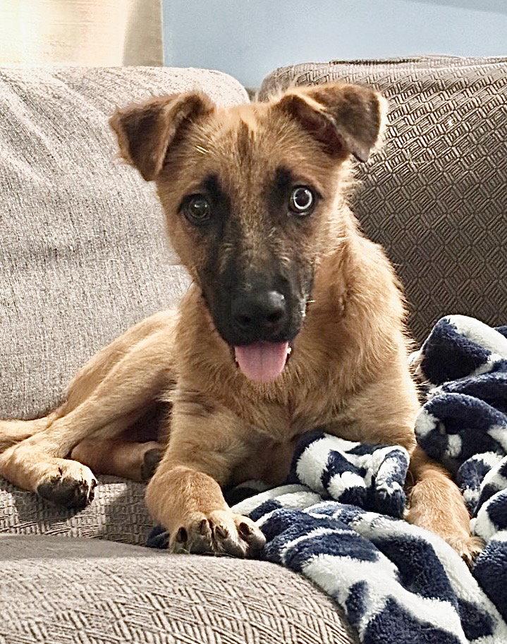 Enlarge Jimothy, a Adoptable mixed breed in Omaha, NE image 2/3