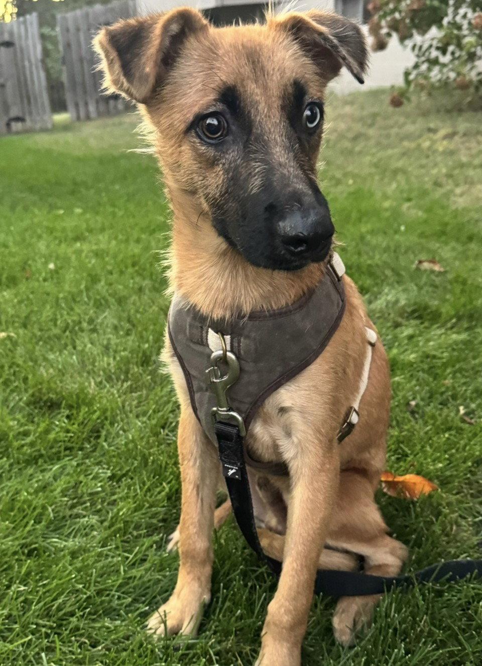 Enlarge Jimothy, a Adoptable mixed breed in Omaha, NE image 3/3