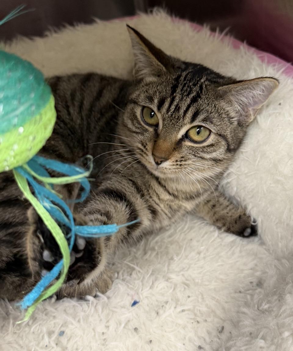 Vixen, a ADOPTABLE mixed breed in Greensboro, NC image 1/6