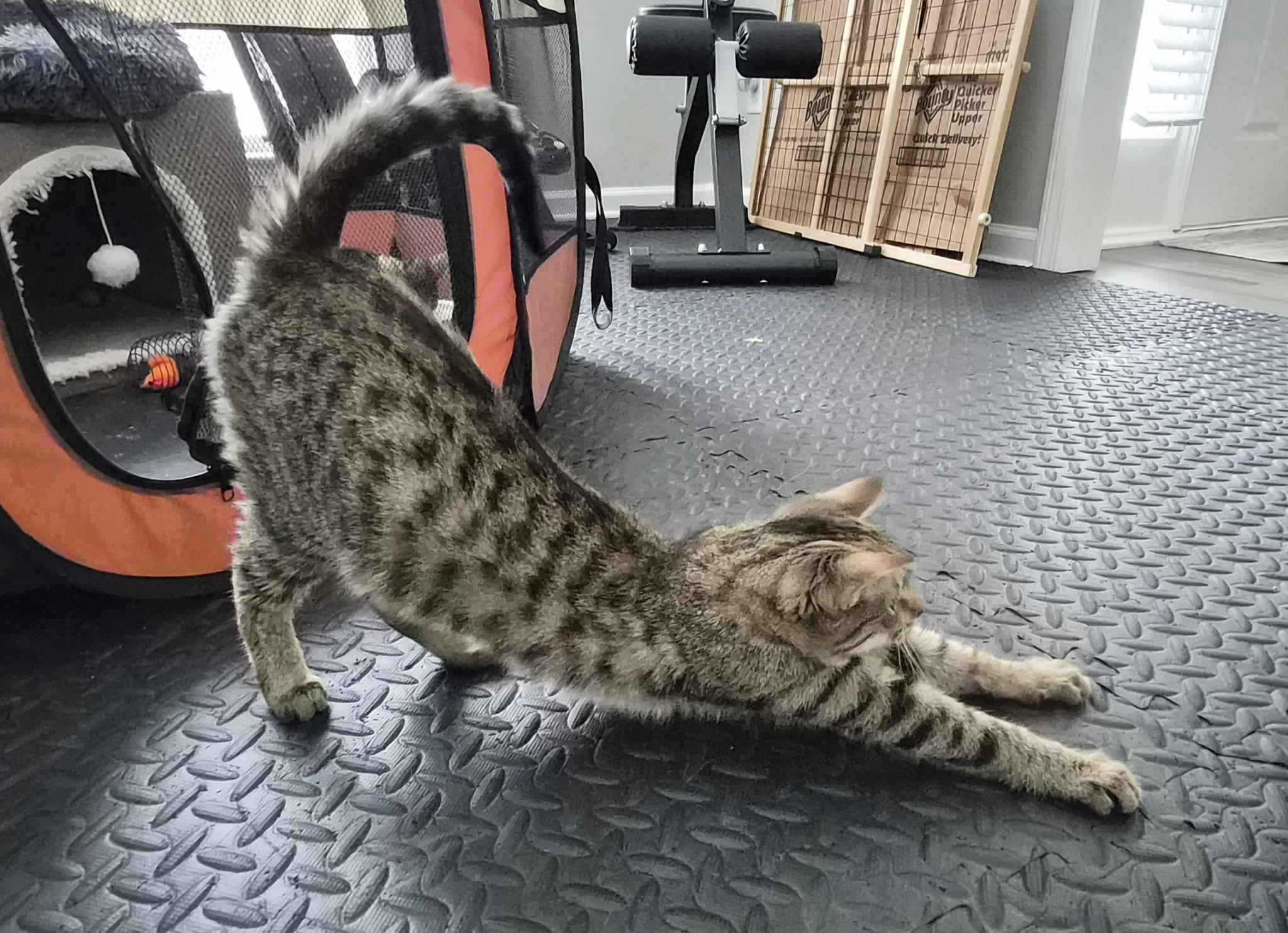 Vixen, a ADOPTABLE mixed breed in Greensboro, NC image 4/6