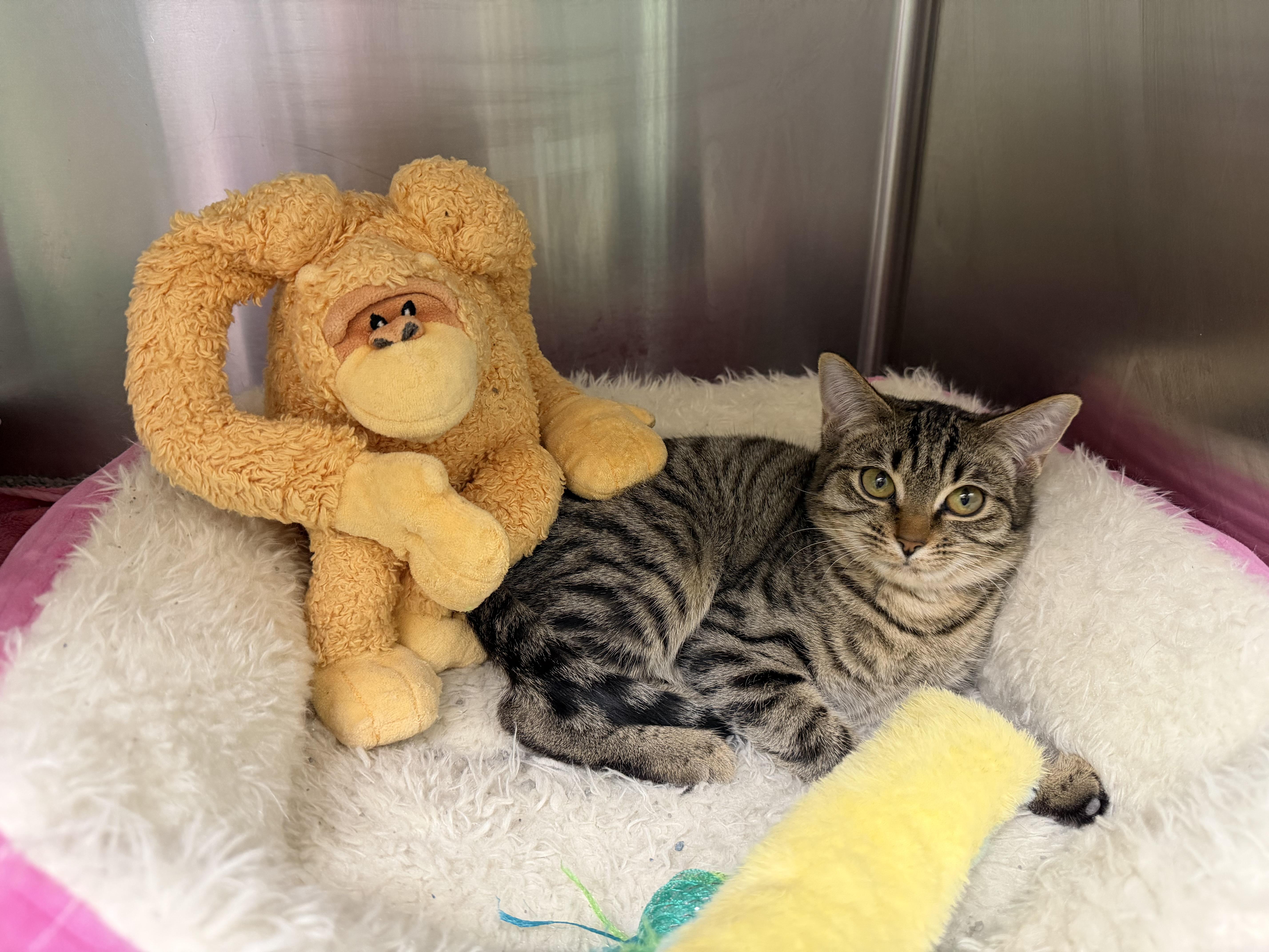 Vixen, a ADOPTABLE mixed breed in Greensboro, NC image 5/6