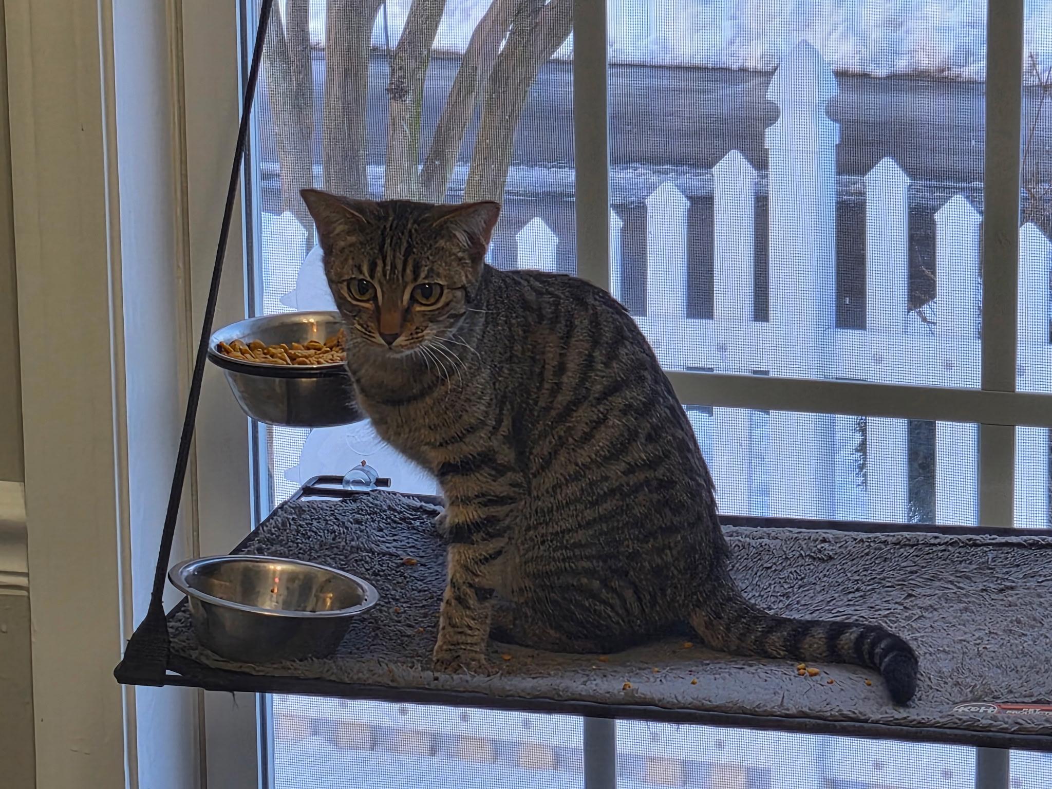 Vixen, a ADOPTABLE mixed breed in Greensboro, NC image 3/6