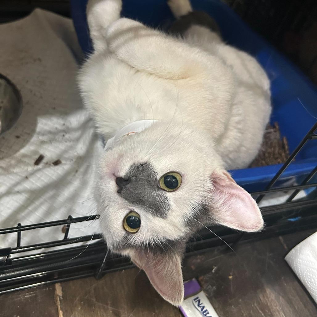 Enlarge Queen Frostine, a Adoptable Domestic Short Hair in New York, NY image 1/4