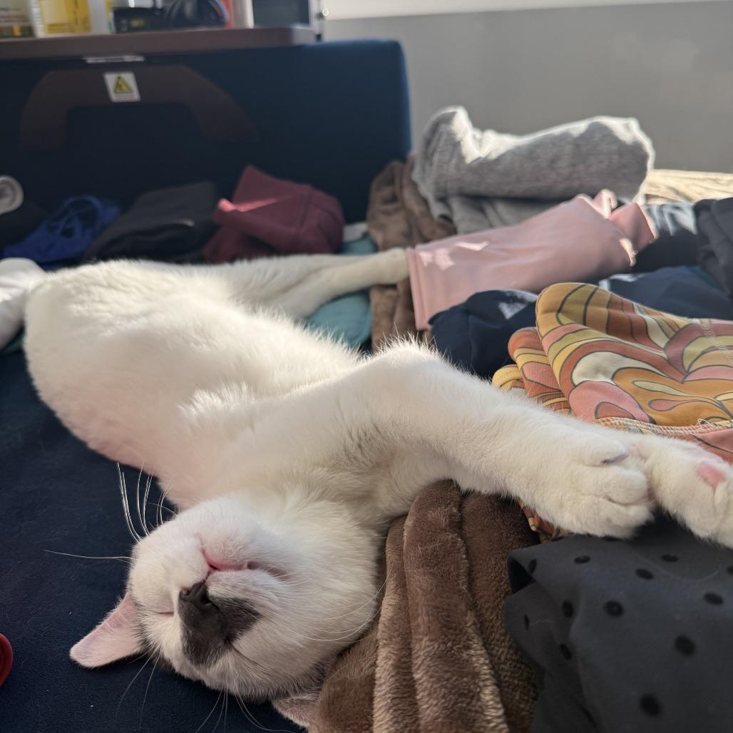 Enlarge Queen Frostine, a Adoptable Domestic Short Hair in New York, NY image 2/4