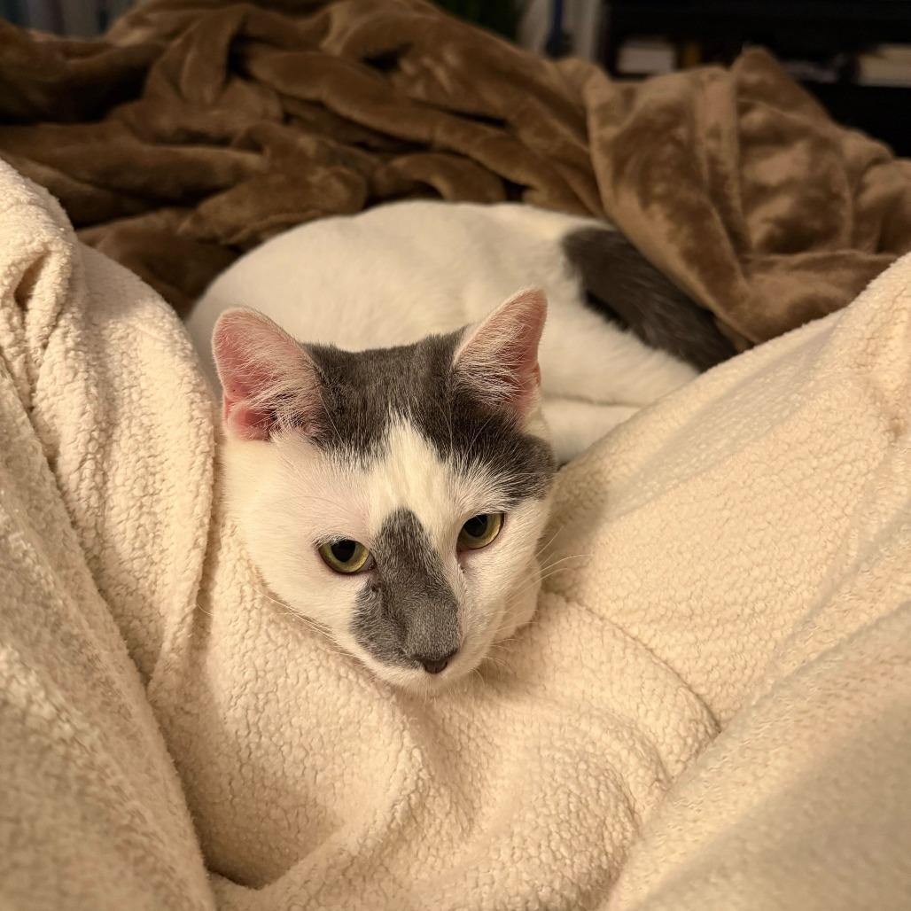 Enlarge Queen Frostine, a Adoptable Domestic Short Hair in New York, NY image 3/4