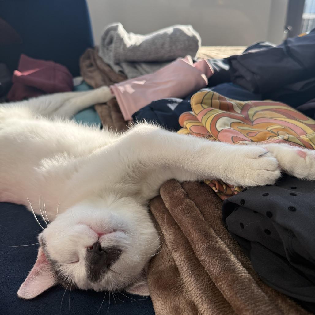 Enlarge Queen Frostine, a Adoptable Domestic Short Hair in New York, NY image 4/4