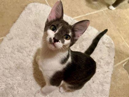 Melody, Adoptable, Kitten Female Domestic Short Hair & Domestic Short Hair.
