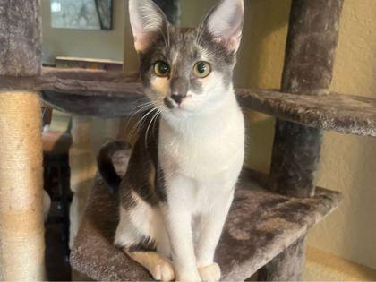 Melody, a Adoptable mixed breed in San Antonio, TX image 2/3