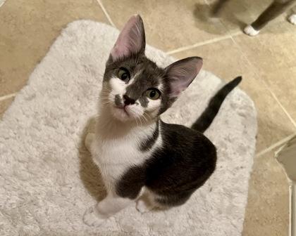 Melody, Adoptable, Kitten Female Domestic Short Hair & Domestic Short Hair.