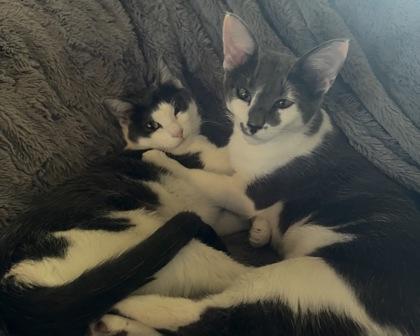 Melody, Adoptable, Kitten Female Domestic Short Hair & Domestic Short Hair.