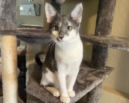 Melody, Adoptable, Kitten Female Domestic Short Hair & Domestic Short Hair.