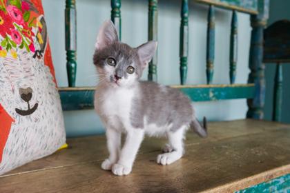 Enlarge Melody, a Adoptable mixed breed in San Antonio, TX image 3/3