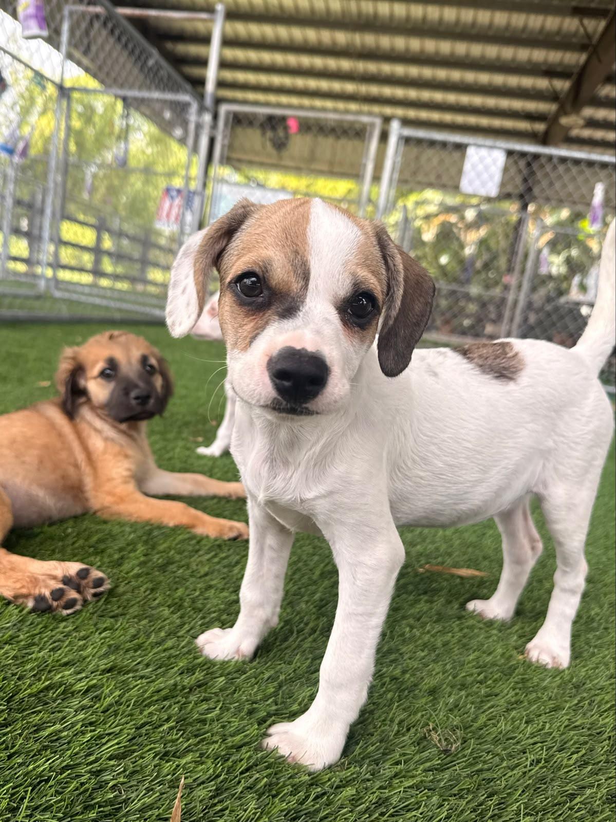 Enlarge Darcy, a ADOPTABLE Mixed Breed in Morristown, NJ image 3/5