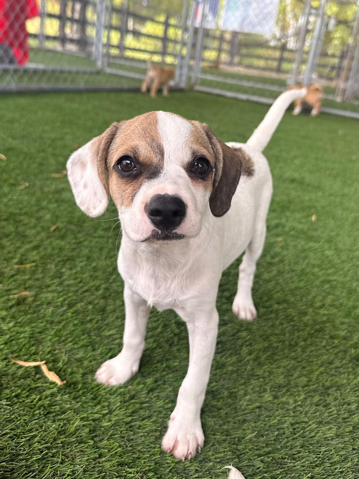 Enlarge Darcy, a ADOPTABLE Mixed Breed in Morristown, NJ image 1/5