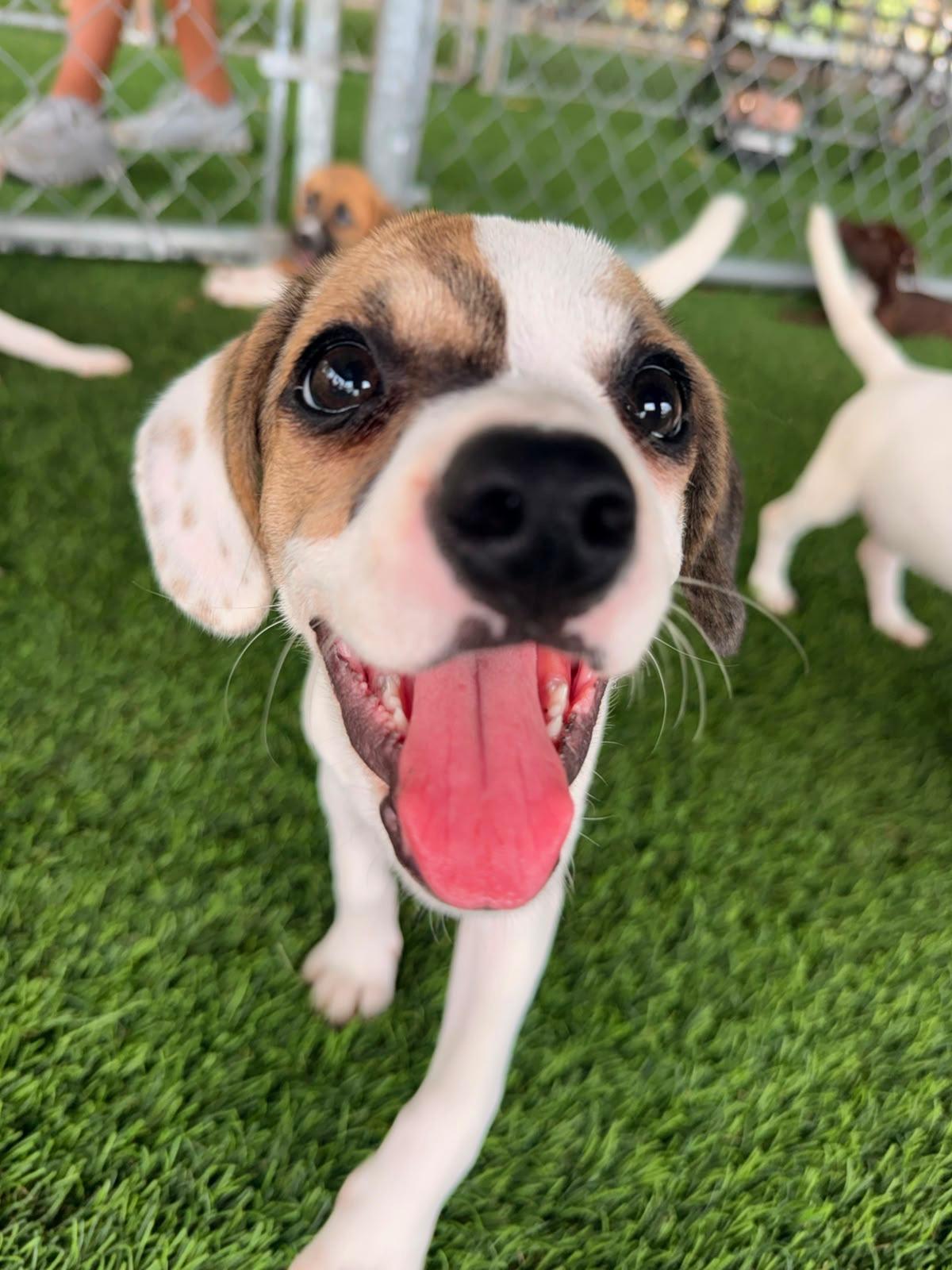 Enlarge Darcy, a ADOPTABLE Mixed Breed in Morristown, NJ image 5/5