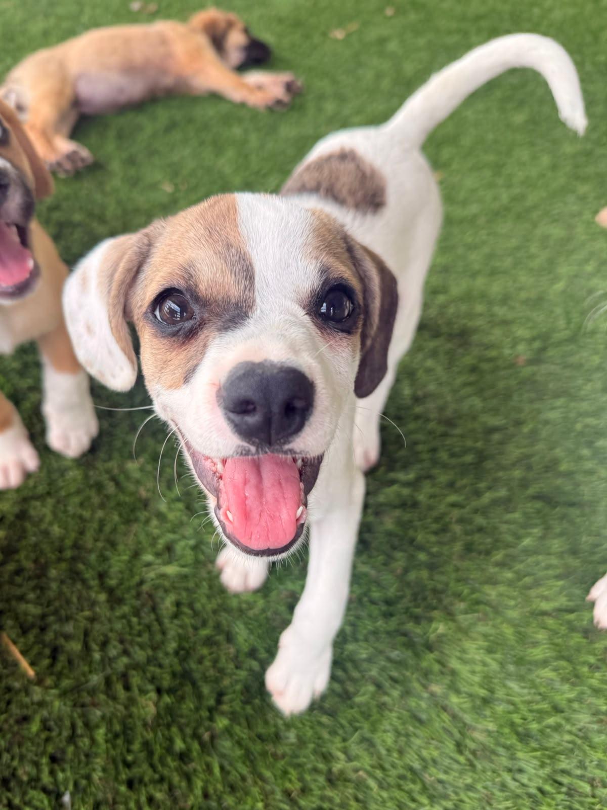 Enlarge Darcy, a ADOPTABLE Mixed Breed in Morristown, NJ image 2/5