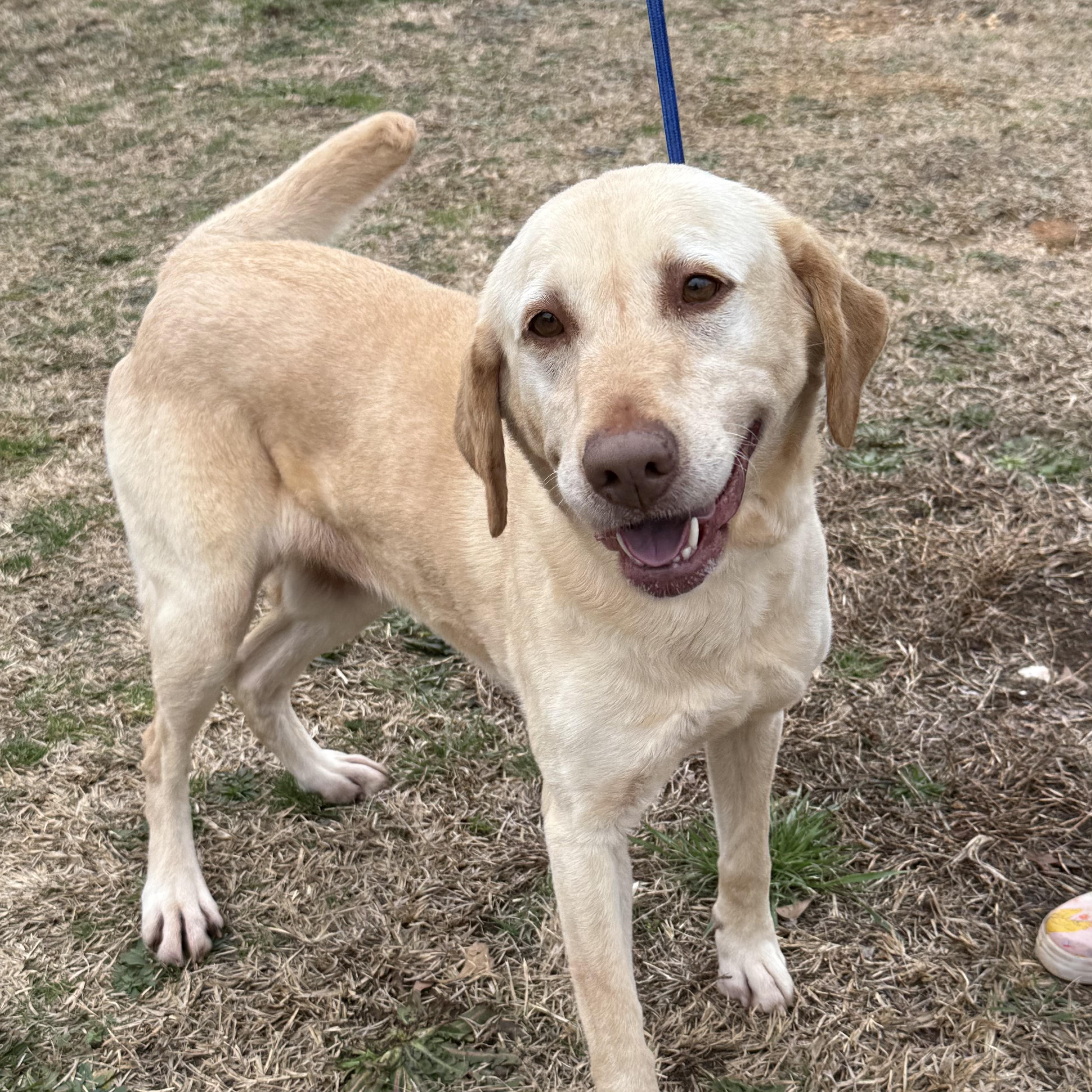 Magnolia — thumbnail 3