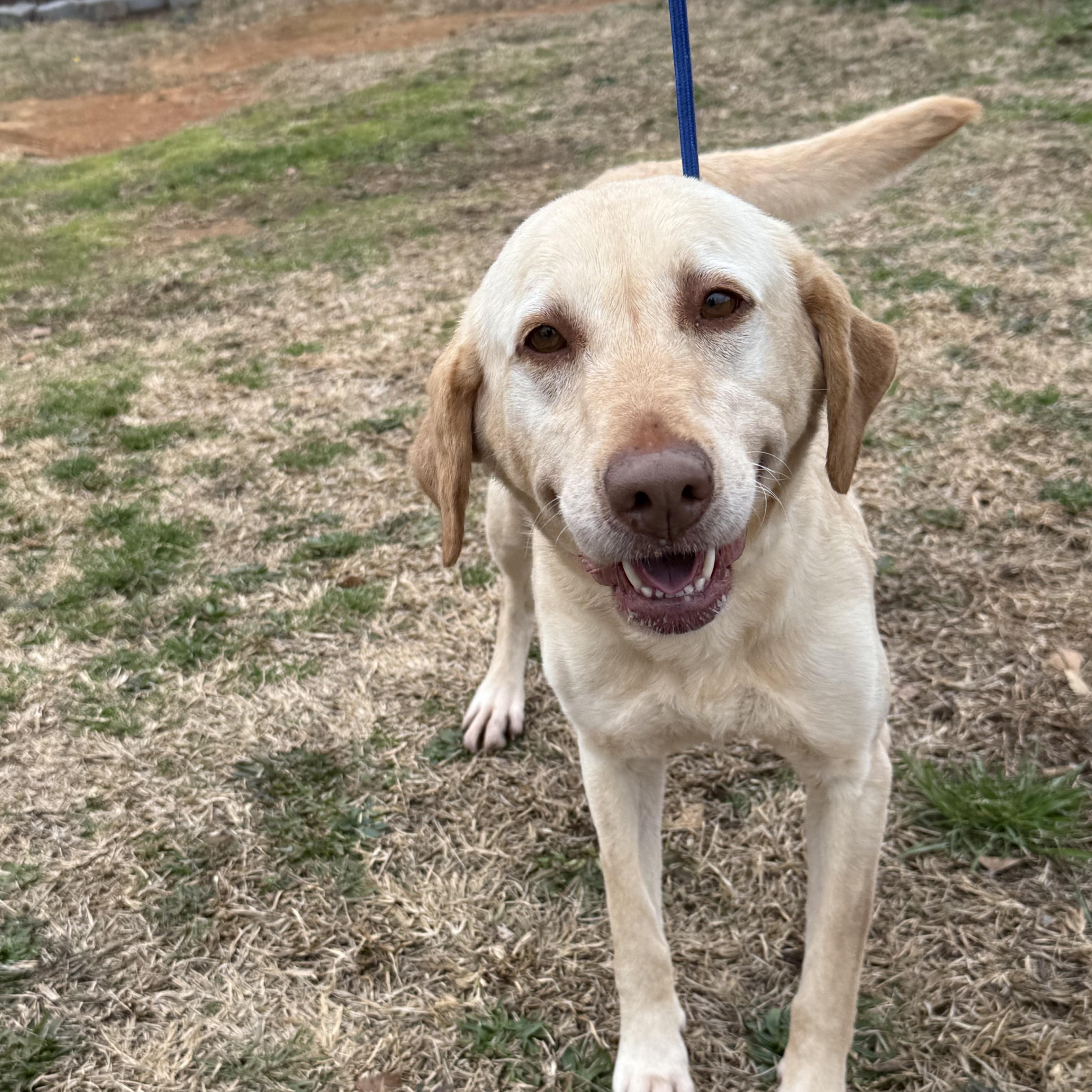 Magnolia — thumbnail 4