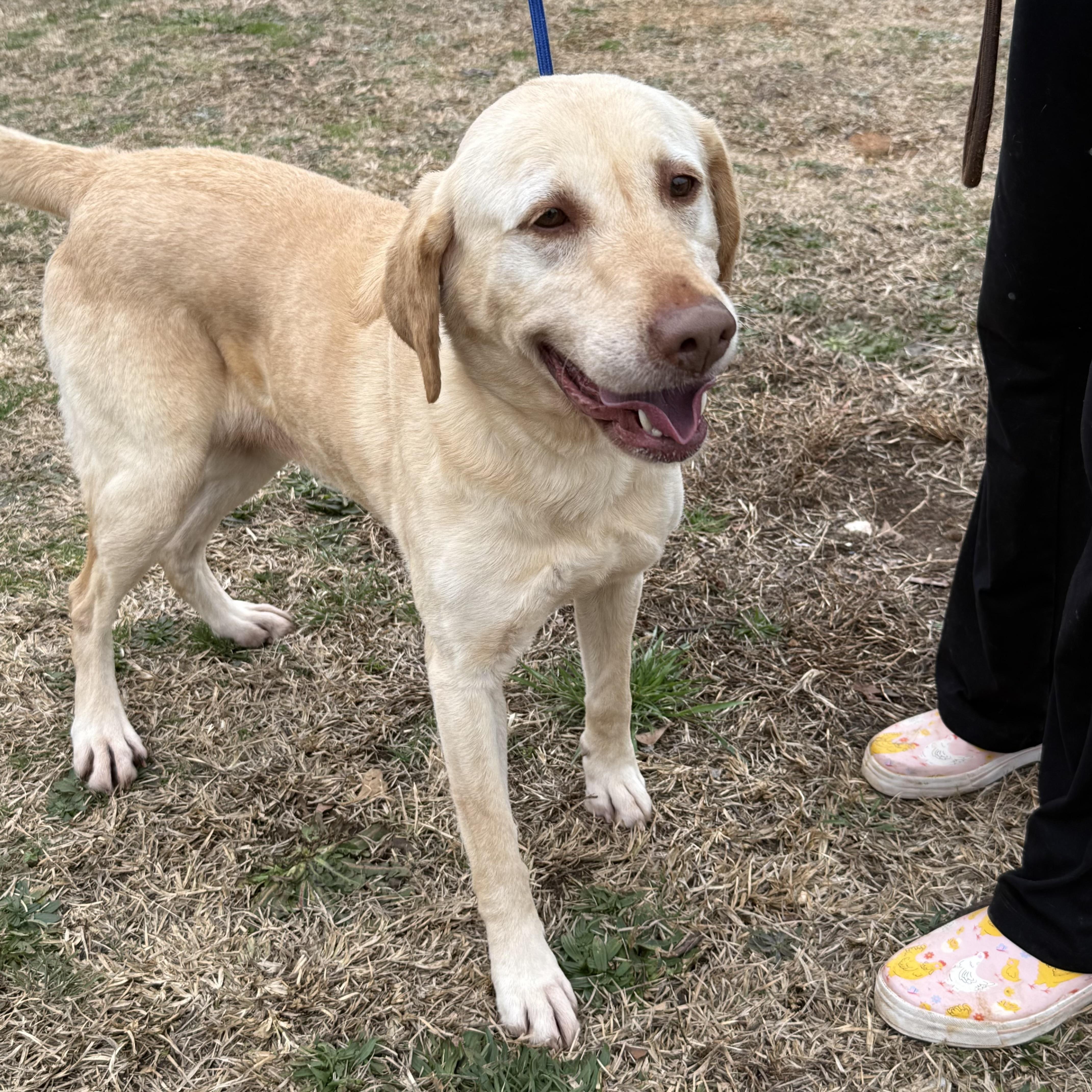 Magnolia — thumbnail 5