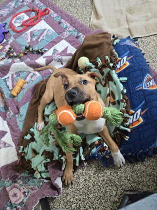 Enlarge Piper, a Adoptable mixed breed in Detroit, MI image 1/2