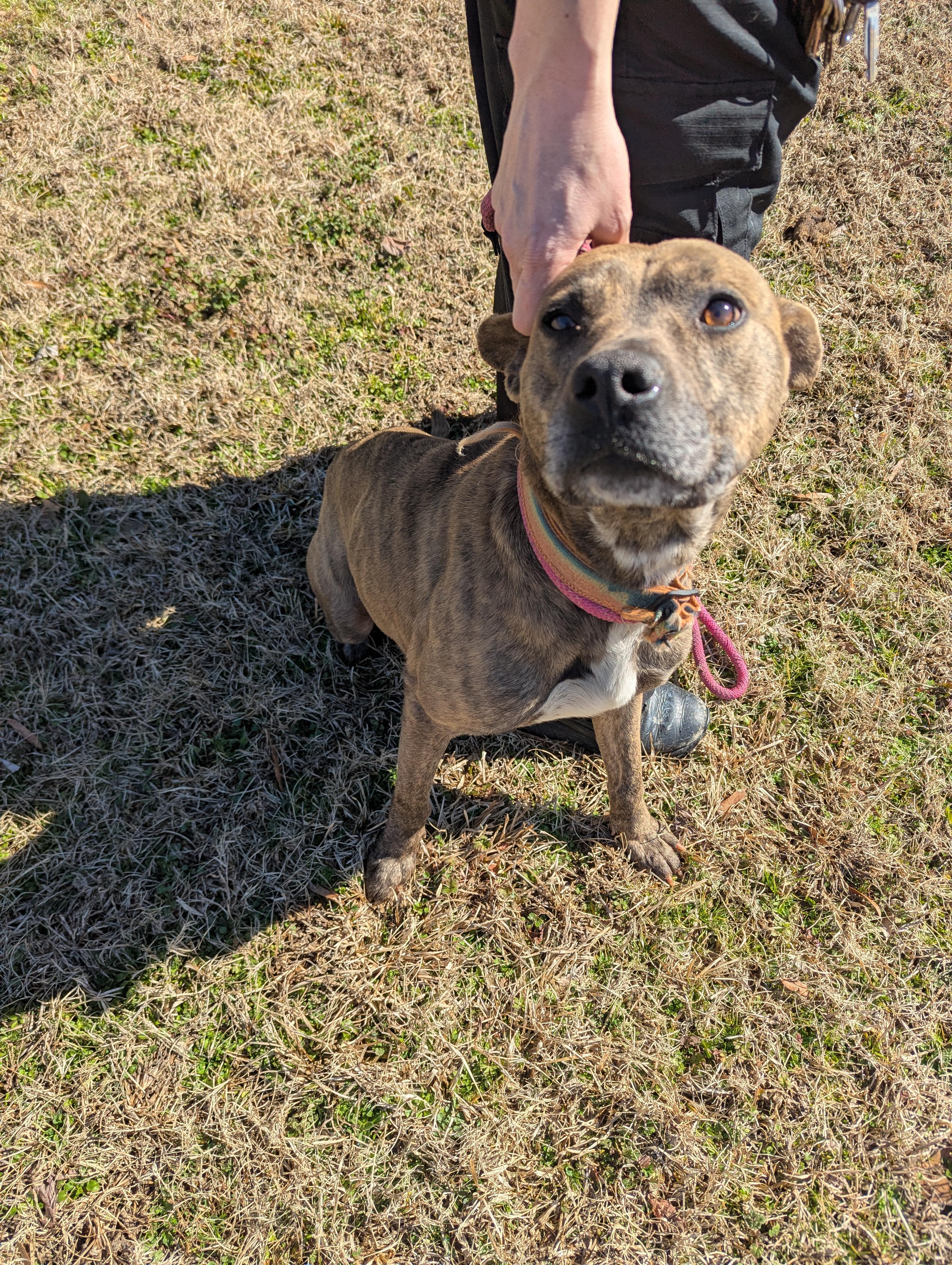 Caius11568A, a ADOPTABLE mixed breed in Rocky Mount, NC image 3/3