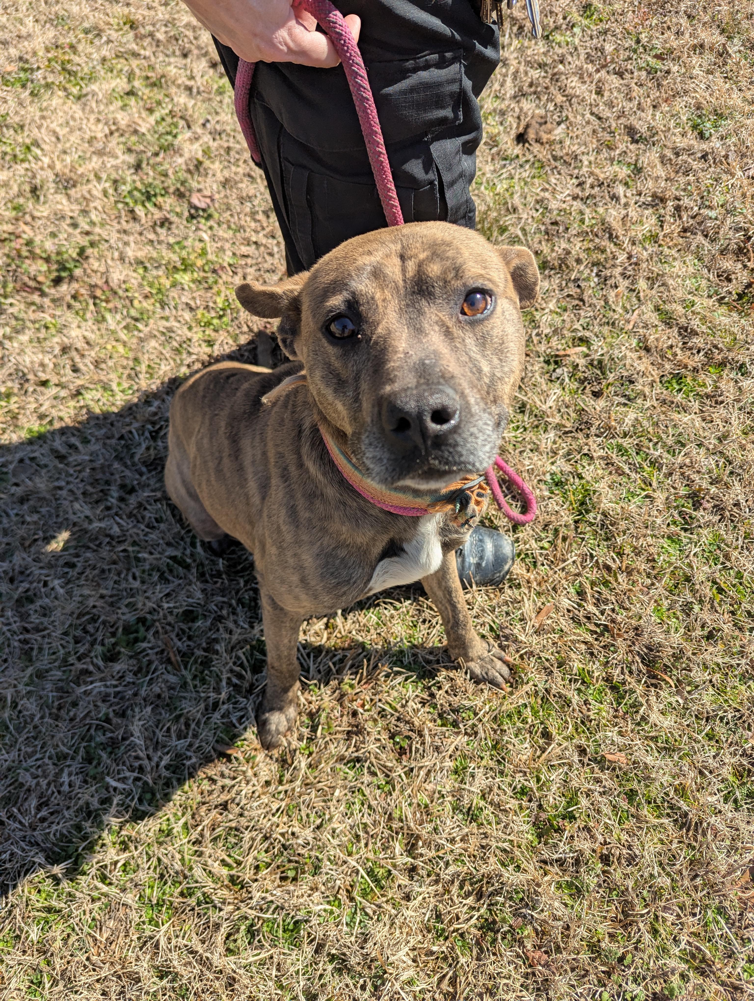 Caius11568A, ADOPTABLE, Adult Male Pit Bull Terrier.