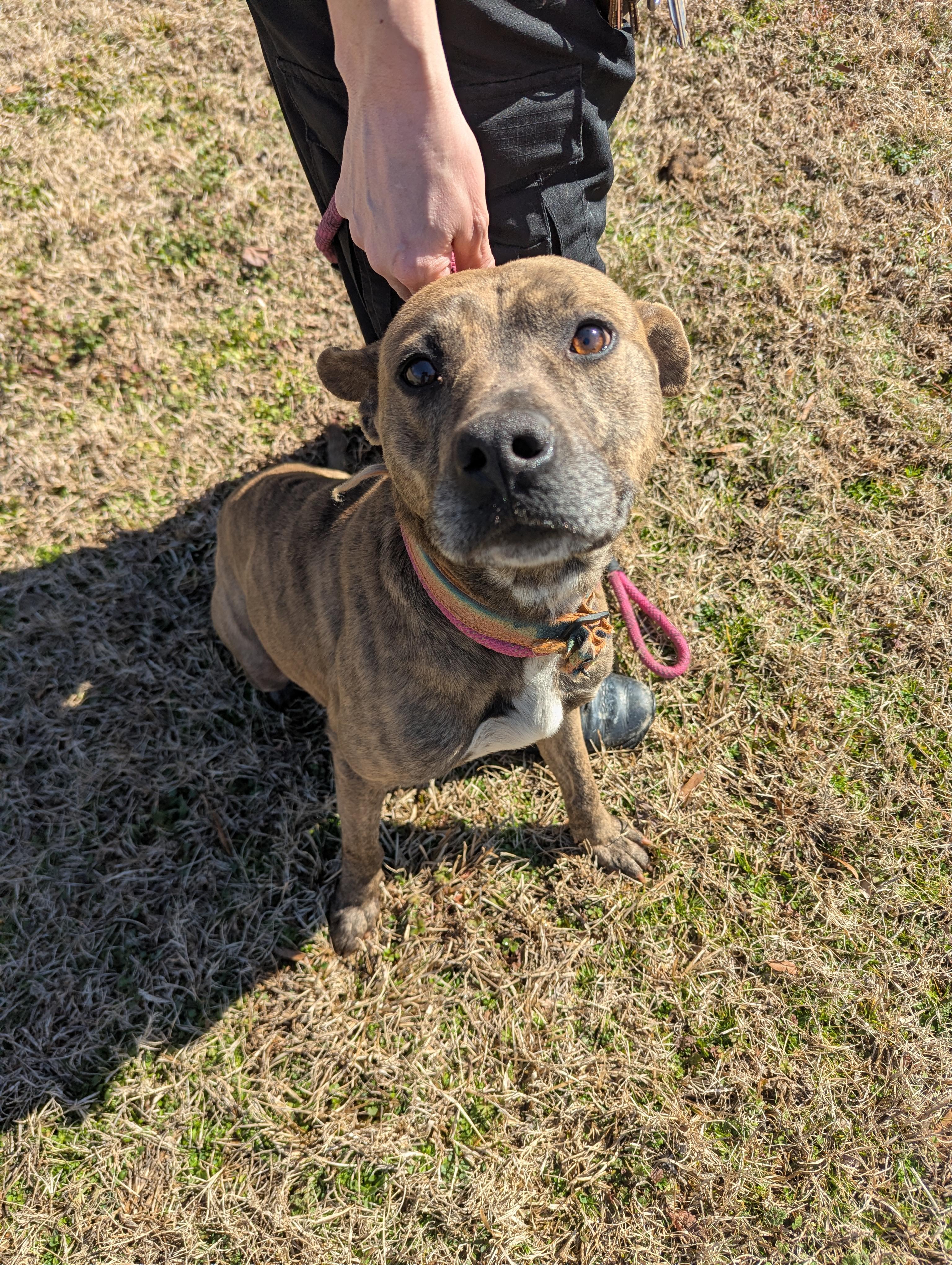 Caius11568A, a ADOPTABLE mixed breed in Rocky Mount, NC image 2/3