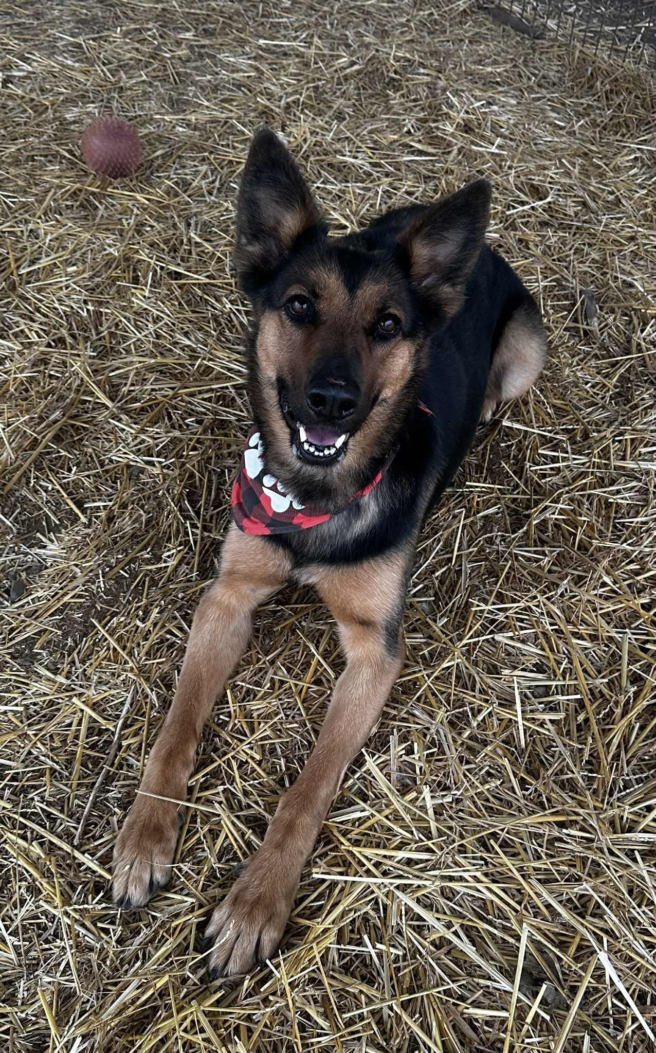 Lady Mae, a ADOPTABLE mixed breed in Wapakoneta, OH image 4/5