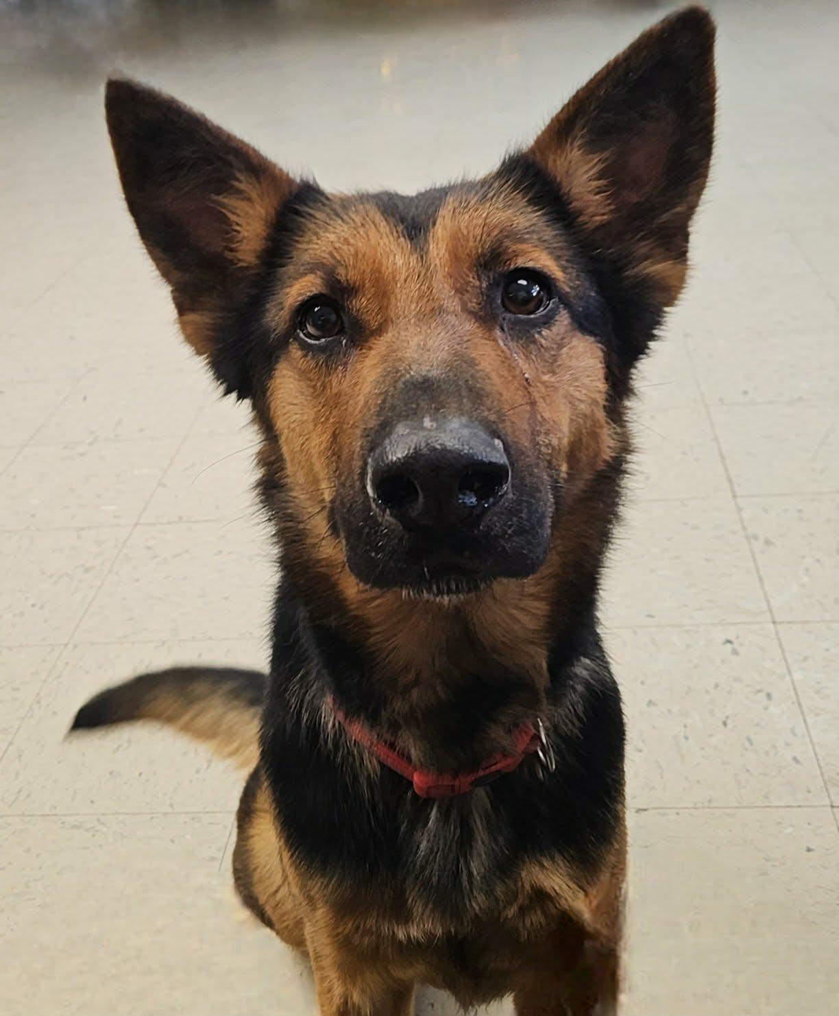 Lady Mae, a ADOPTABLE mixed breed in Wapakoneta, OH image 1/5