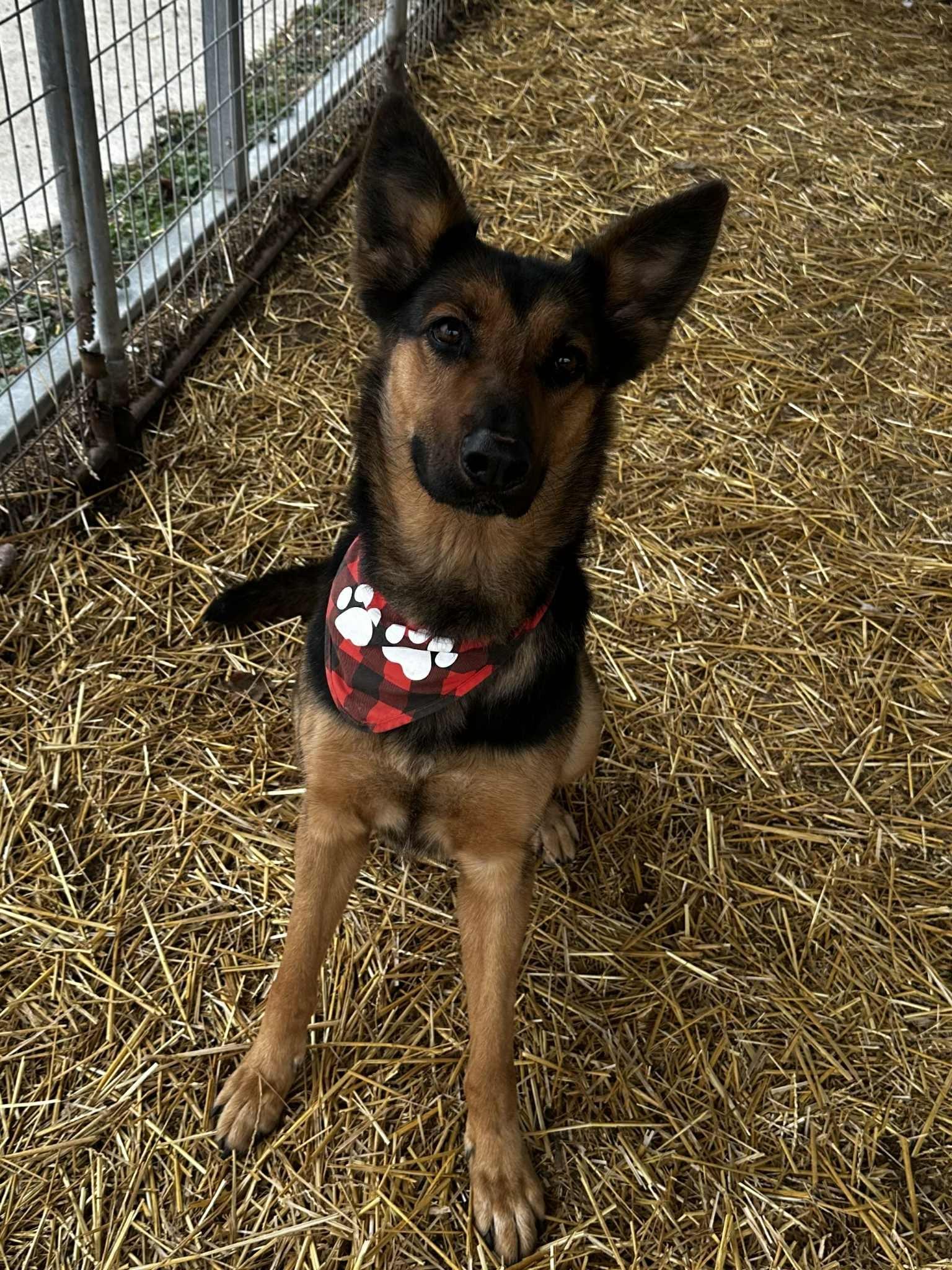 Lady Mae, a ADOPTABLE mixed breed in Wapakoneta, OH image 2/5