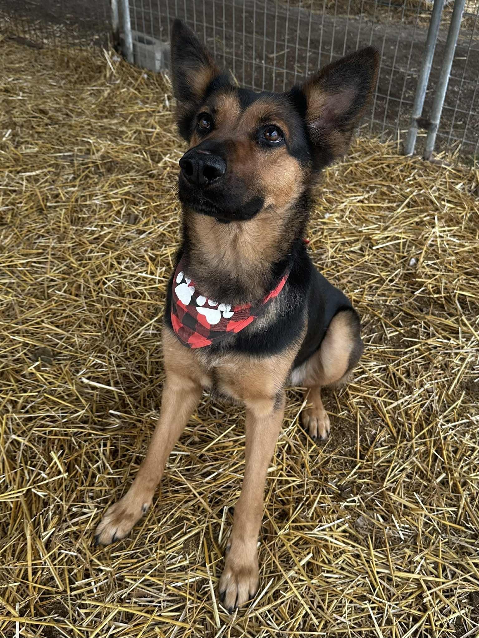 Lady Mae, a ADOPTABLE mixed breed in Wapakoneta, OH image 3/5