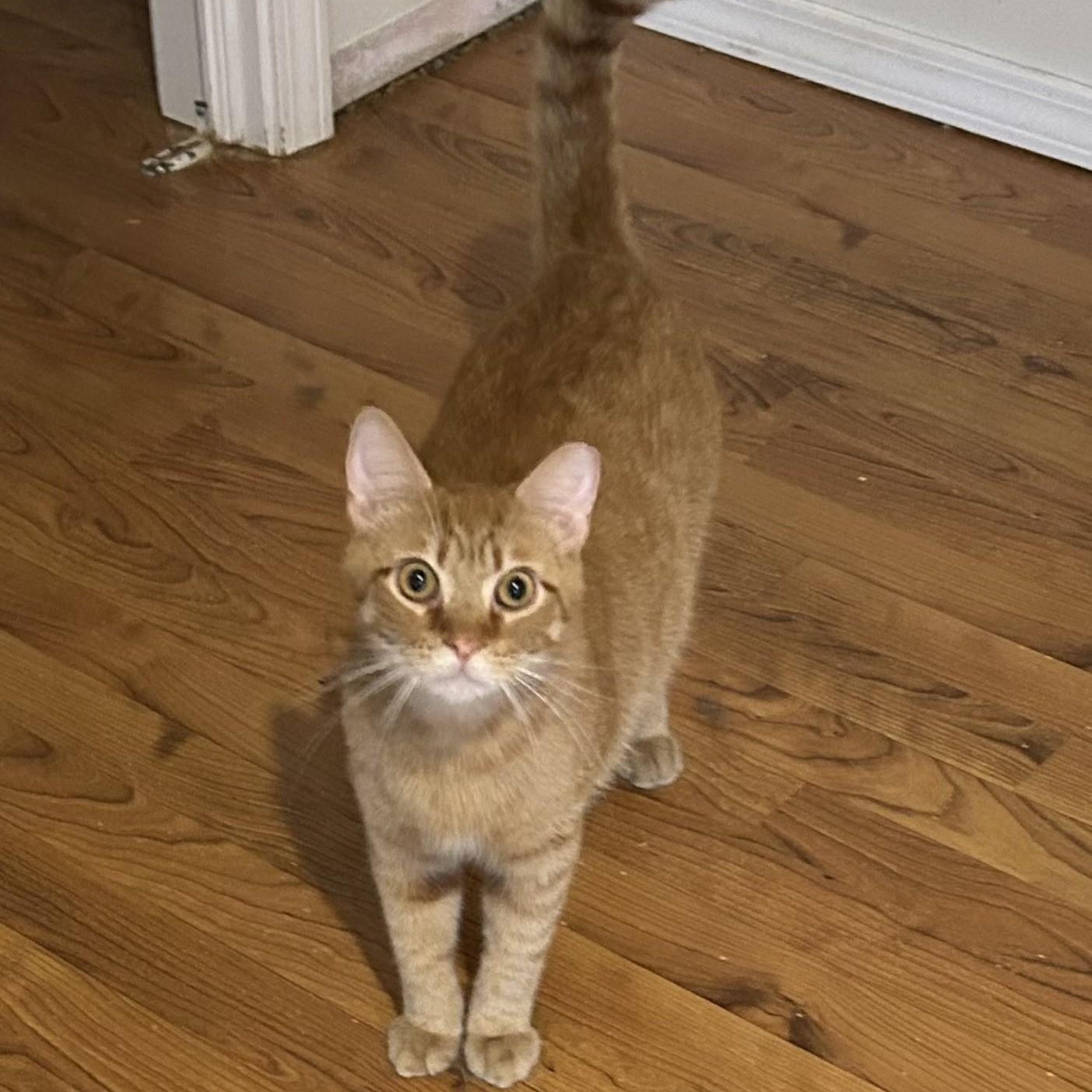 Jason, Adoptable, Young Male Domestic Short Hair.