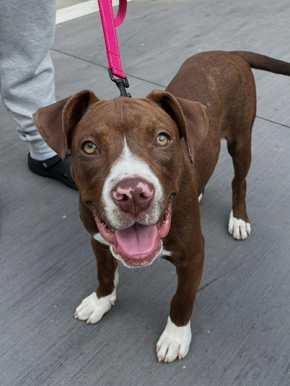 Enlarge Tillie, a Adopted mixed breed in Woodbridge, CT image 1/3